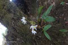 Coelogyne nervosa